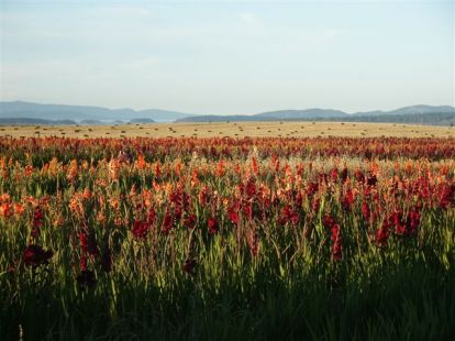 Gladiola fields in August