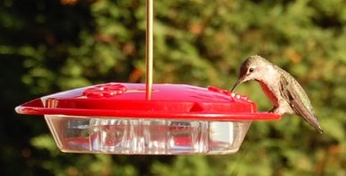 hummingbird