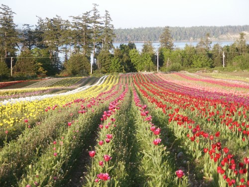 Tulip fields in May Tulip fields in May